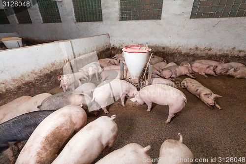 Image of Pig farm