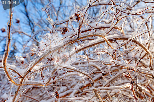 Image of Icy landscape