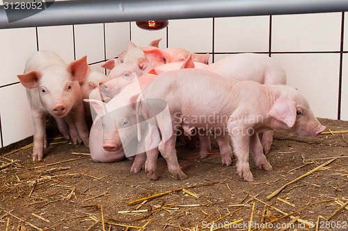 Image of Young piglets