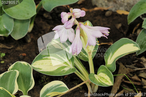 Image of Hosta trap