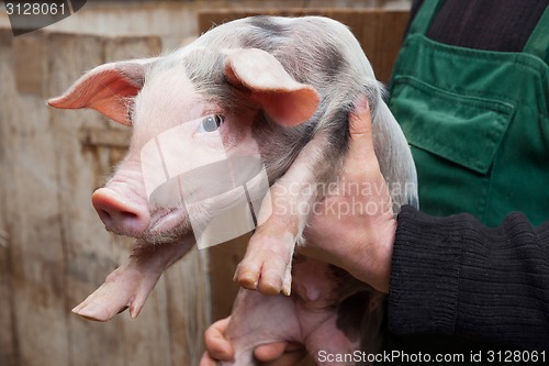 Image of Young piglet on hands