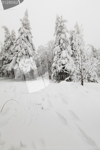 Image of Frozen forest