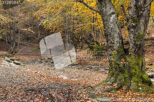 Image of Beautiful autumn landscape