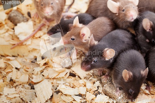 Image of Group of Mouses