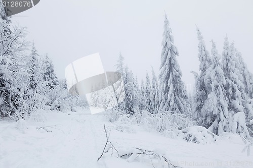 Image of Frozen forest
