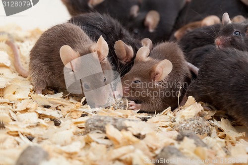 Image of Group of Mouses