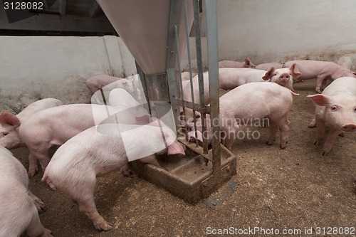 Image of Pig farm