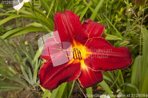 Image of Image of beautiful lily.