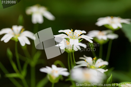 Image of Group of tiny Stitchwort flowers
