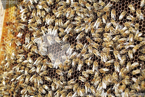 Image of Bees at work