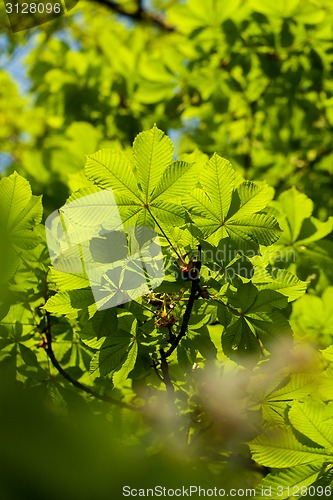 Image of Chestnut leaf