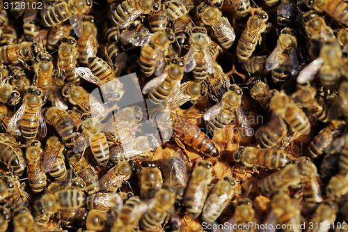 Image of Queen Bee between worker bees