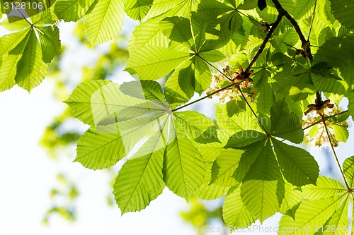 Image of Chestnut leaf