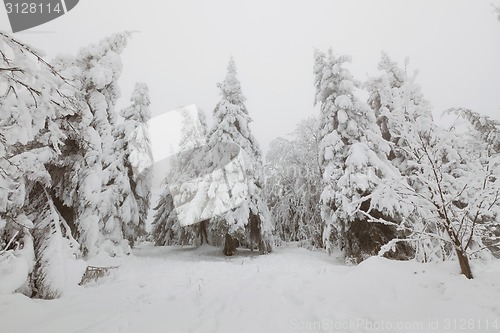 Image of Frozen forest