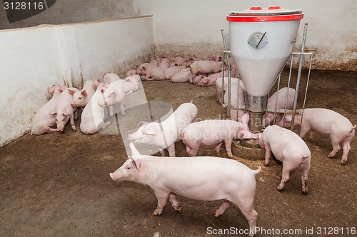 Image of Pig farm