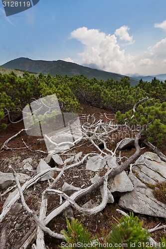 Image of Carpathians mountains