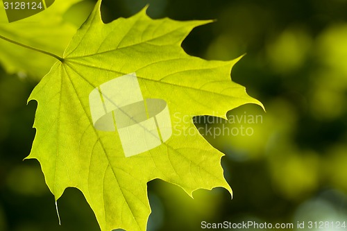 Image of Maple leaf