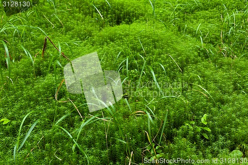 Image of Fresh green grass