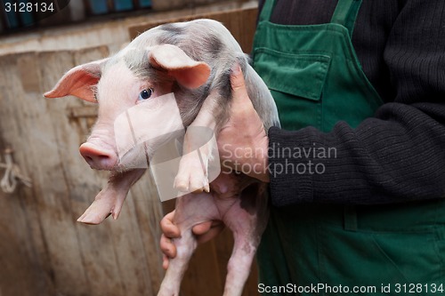 Image of Young piglet on hands