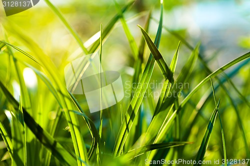 Image of Grass. Close up