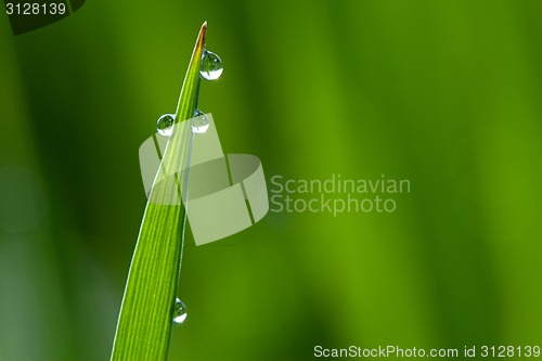 Image of Grass. Close up