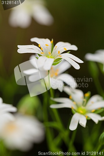 Image of Group of tiny Stitchwort flowers