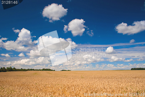 Image of Field of wheat 