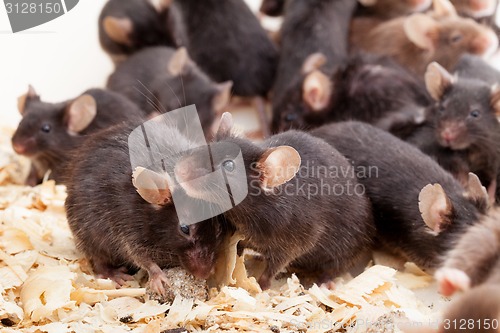 Image of Group of Mouses