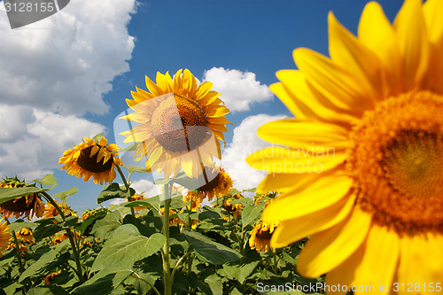 Image of Sunflowers