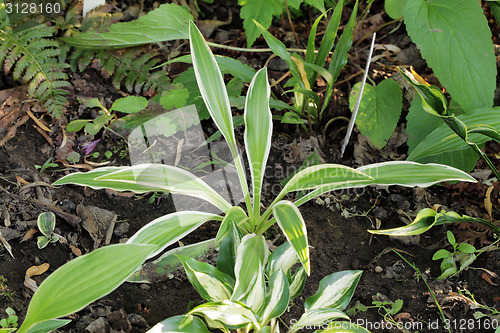 Image of Hosta sandhill crane