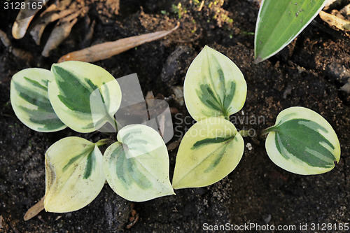 Image of Hosta Cameo