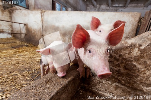 Image of Pig farm