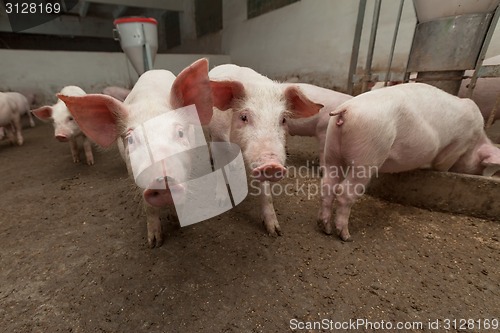 Image of Pig farm