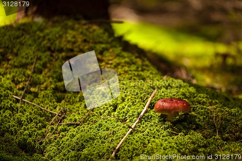 Image of Mushroom. closeup