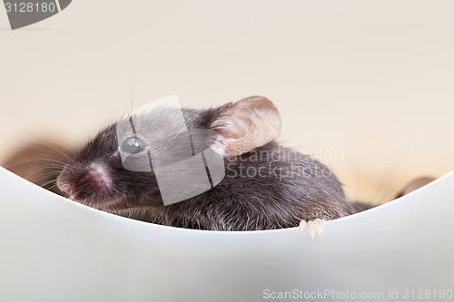 Image of Curious mouse