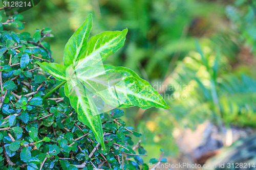 Image of beautiful green leaf background in garden