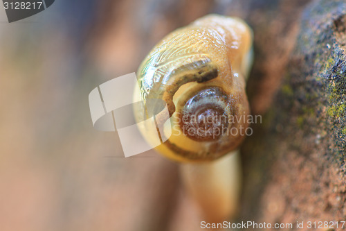 Image of snail in forest 