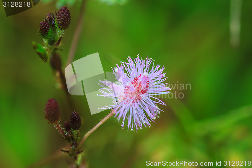 Image of beautiful wild flower in forest