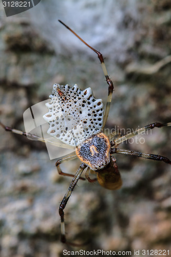 Image of white spider is staying in web  