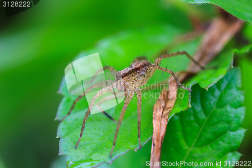 Image of spider in forest