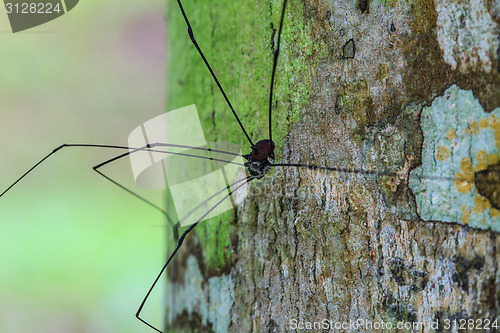 Image of Harvestman spider or daddy longlegs