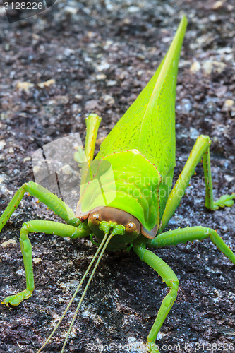 Image of grasshopper macro on stone