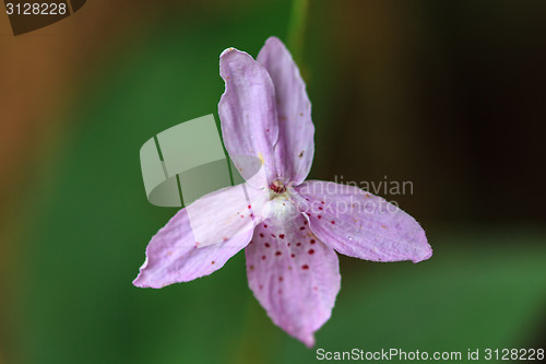Image of beautiful wild flower in forest