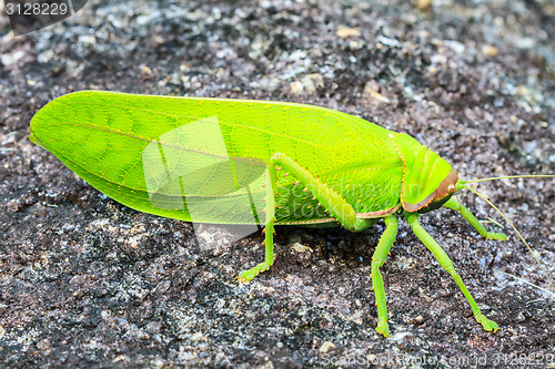 Image of grasshopper macro on stone