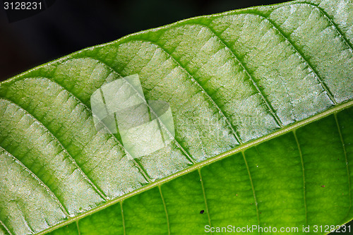 Image of Abstract green leaf texture for background 