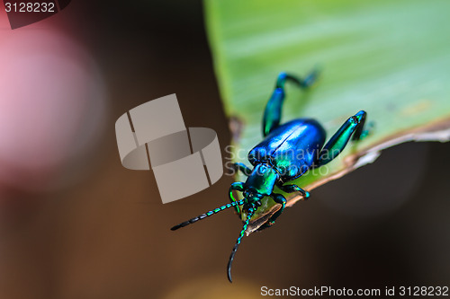 Image of  insect on green leaf 