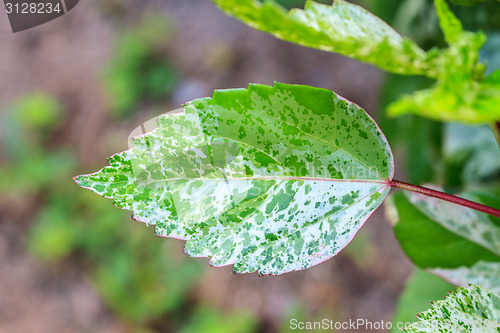 Image of beautiful green leaf background in garden