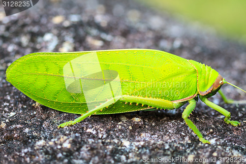 Image of grasshopper macro on stone