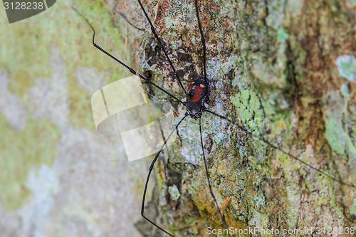 Image of Harvestman spider or daddy longlegs