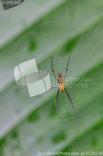 Image of spider in forest